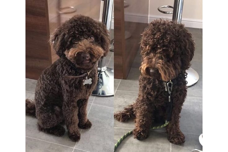Chocolate cockapoo grooming before and after