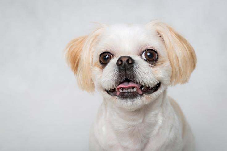 27 Cute Shih Tzu Haircut Ideas - All The Different Types and Styles