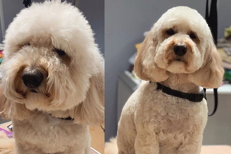 Cockapoo Teddy Bear Cut before and after