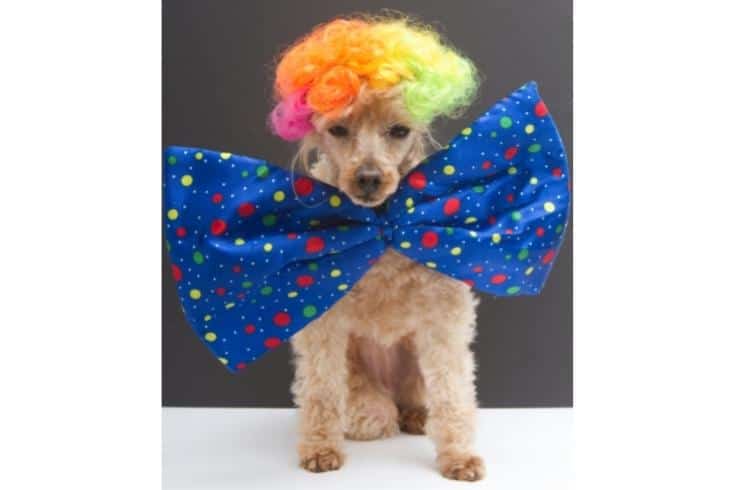 Colorful Poodle with Bow Tie