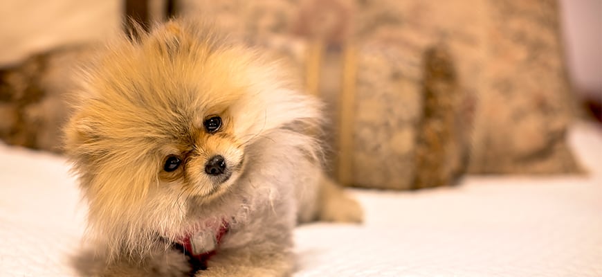 Cute 5 month old groomed pomeranian puppy
