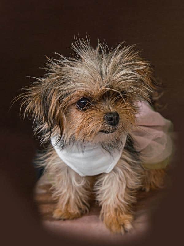 Cute and fun Dog Portrait Photograph of a Chorkie