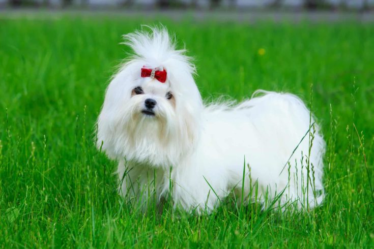 Cute maltese dog e1644052663302