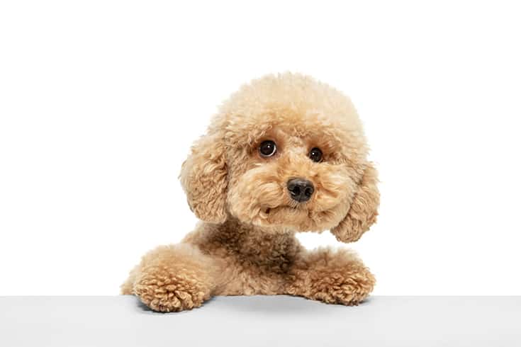 Cute puppy of Maltipoo dog posing
