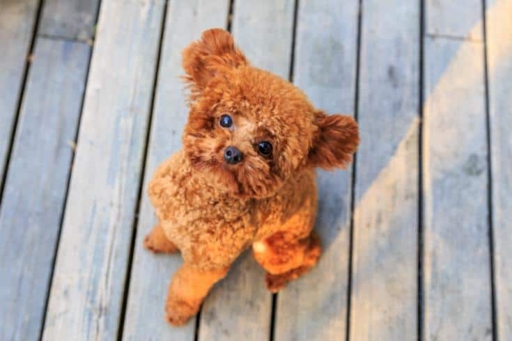 Cute red Toy Poodle puppy