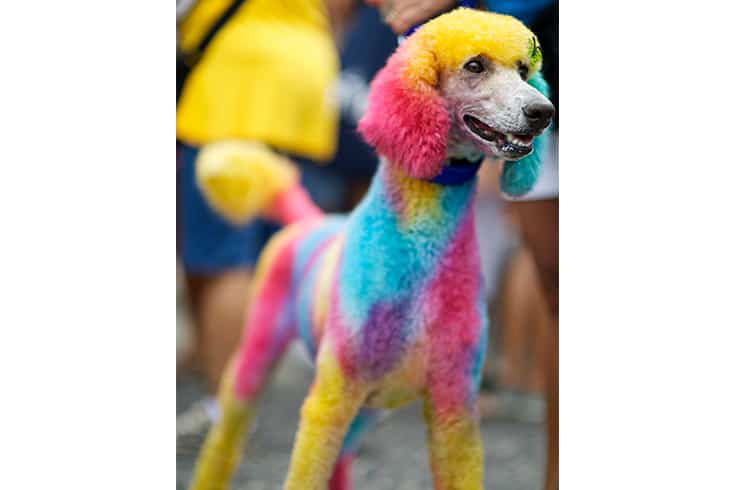 Dog Painted Bright Colors Rio Animal Carnival