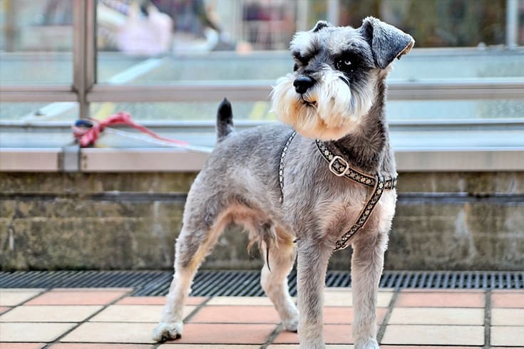 Dog to wait for the owner Miniature Schnauzer