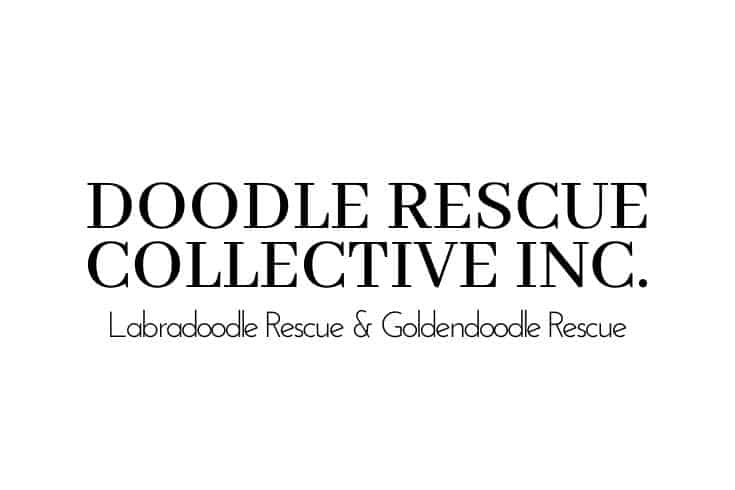 Doodle Rescue Collective Inc