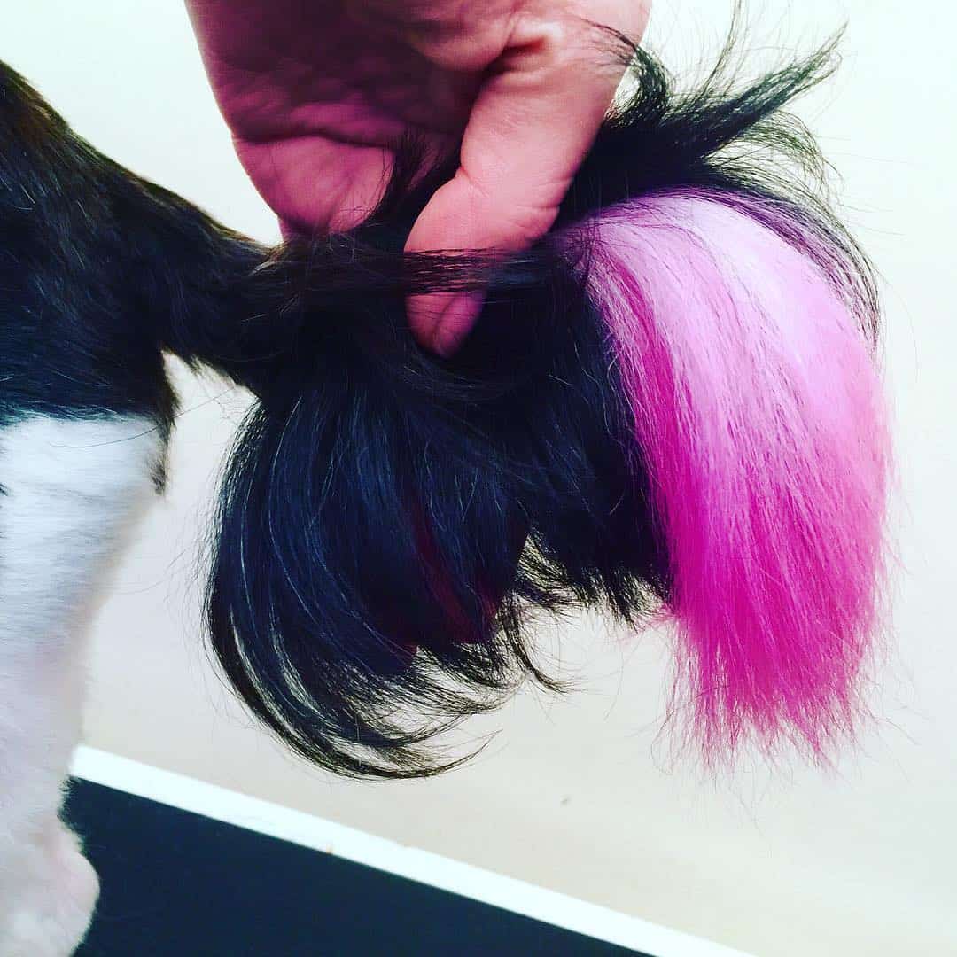 Dyed Tail