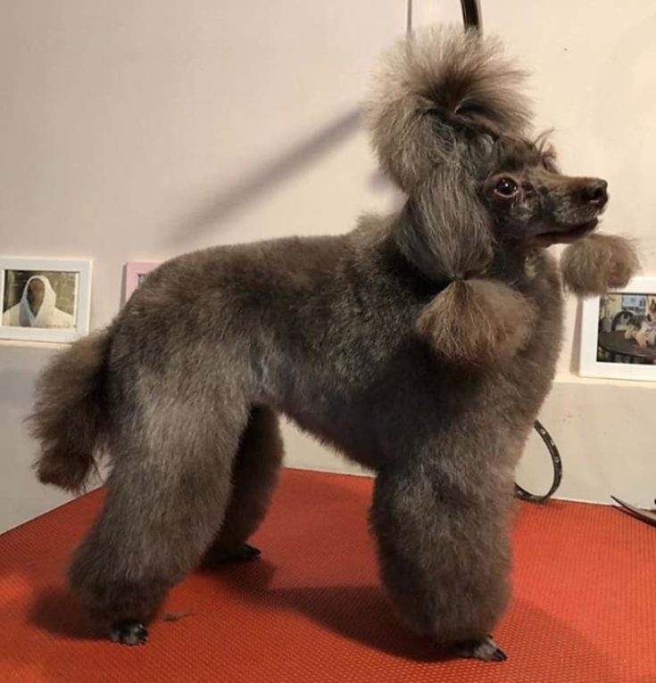 Fluffy Topknot brown poodle e1645817608313