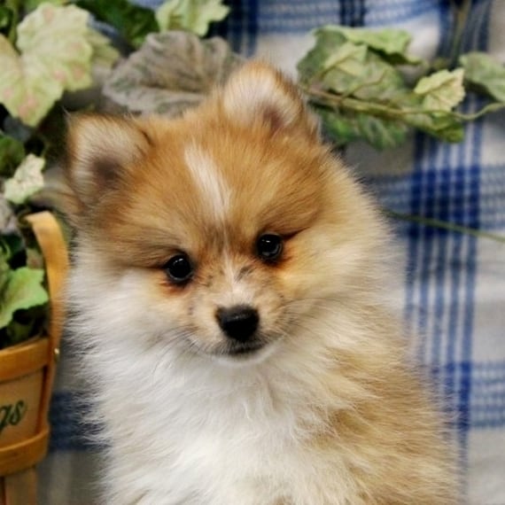 Foxy Pomeranian