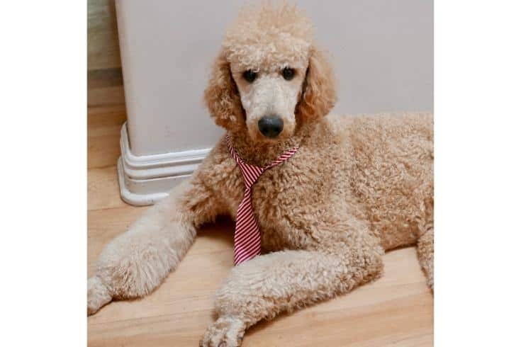 Funny Poodle