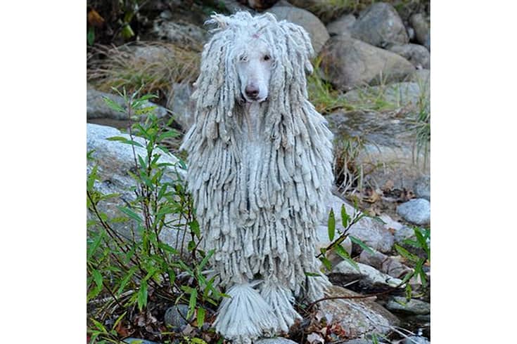 Gray Corded Poodle