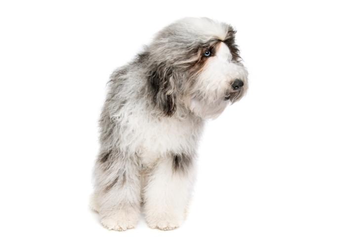 Gray and White Sheepadoodle