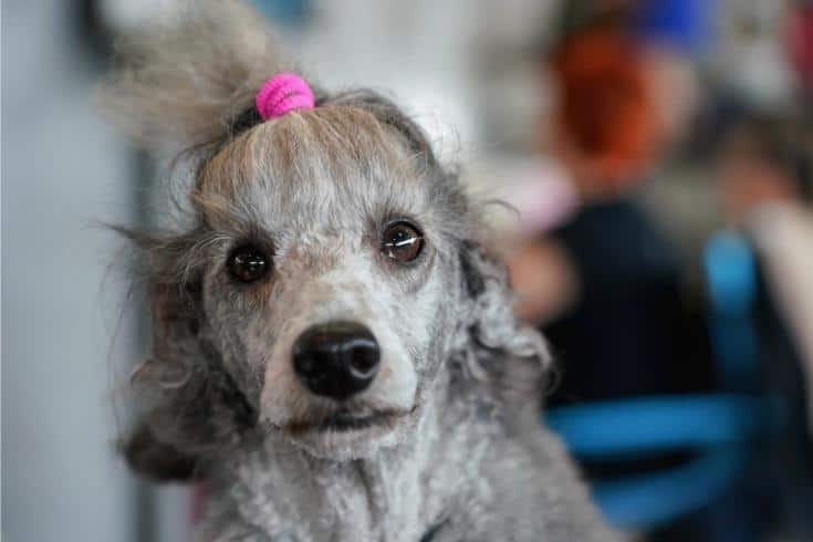 Gray poodle dog getting groomed at dog show contest