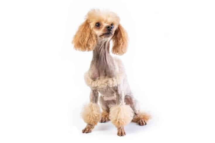 Groomed Toy Poodle