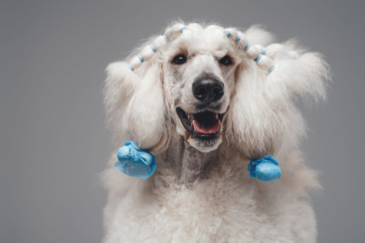 Headshot of pure white poodle dog scaled e1645804678882