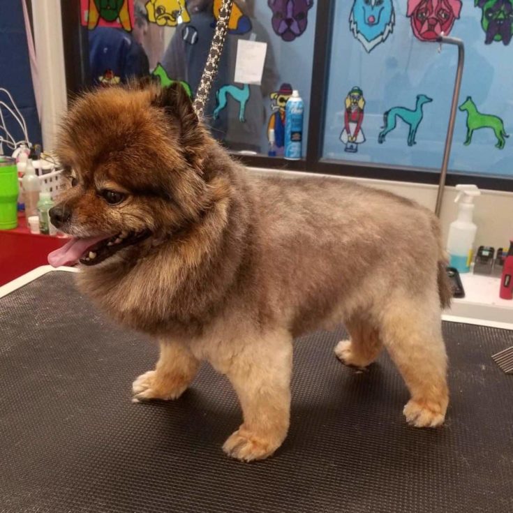 15 Lion Haircut Ideas For Dogs