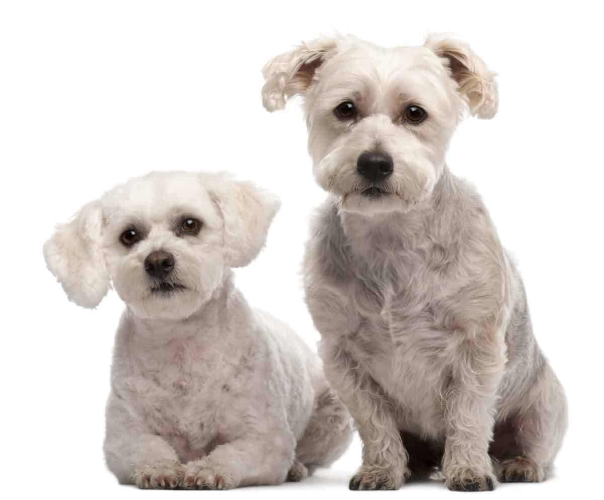 Maltese 2 and 5 years old in front of white background