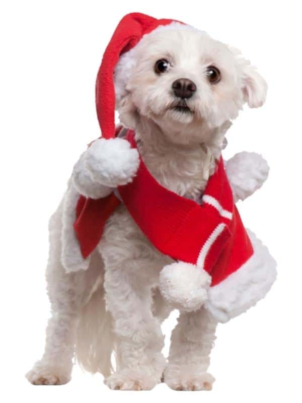Maltese Dog Wearing Santa Christmas Outfit