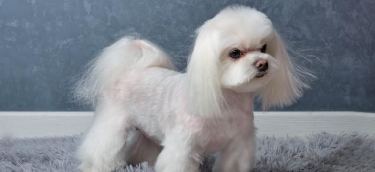 Maltese Lapdog Shows off Breed Specific Haircut