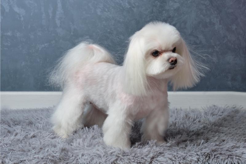 Maltese Lapdog Shows off Breed Specific Haircut on Grey Background