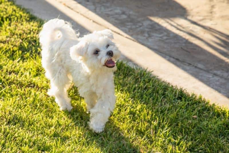 Maltese Puppy in the Yard