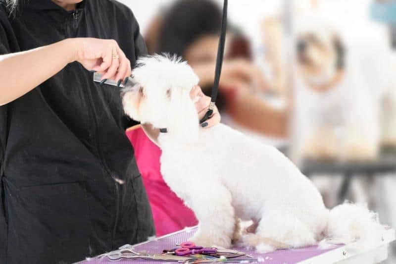Maltese dog grooming hands with comb brushing dog