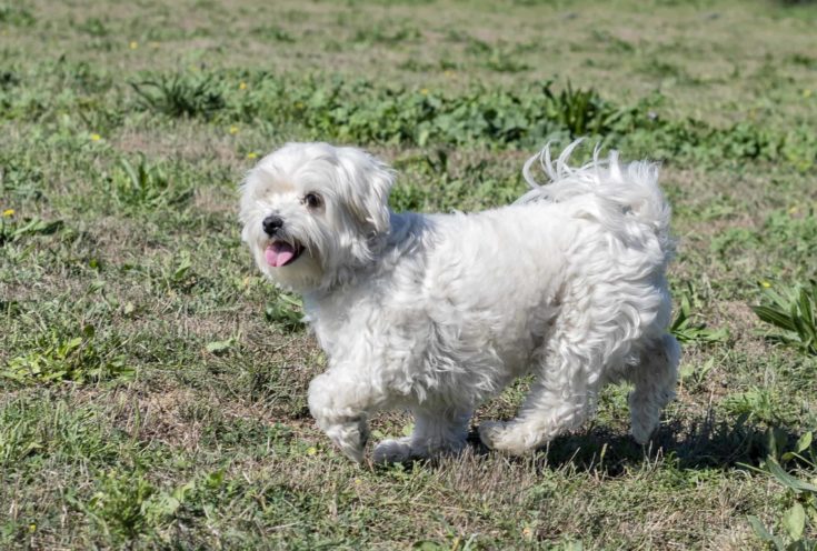 Maltese dog in a training of obedience scaled e1644110779569