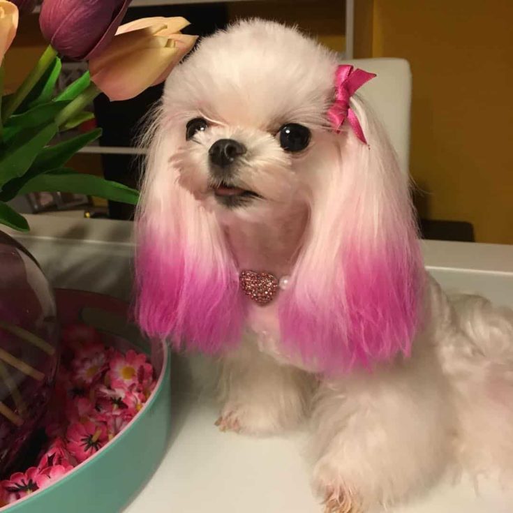 Maltese pink hair e1644130952954