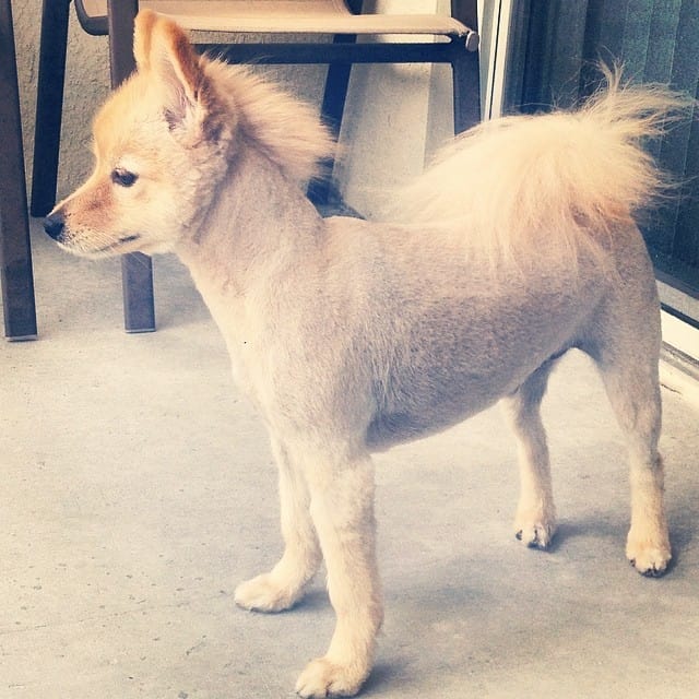 Mohawk Haircut Pomeranian