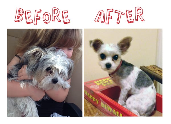 Morkie Before and After 2