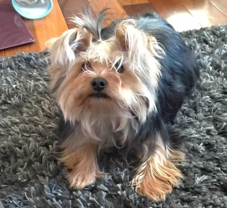 Morkie Top Knot