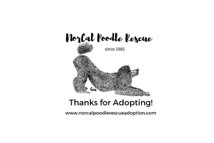 NorCal Poodle Rescue