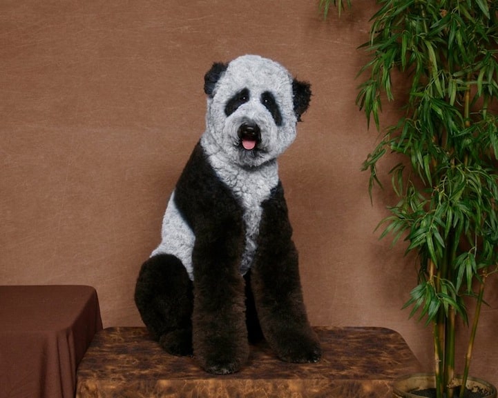 Panda Poodle
