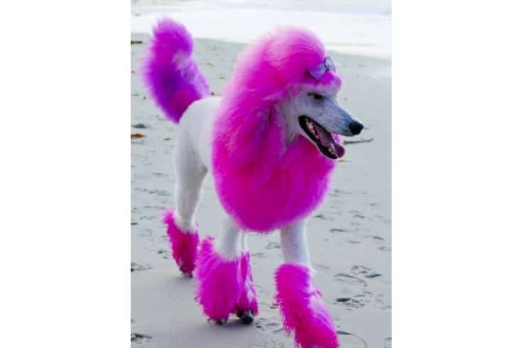 Pink Lion Poodle