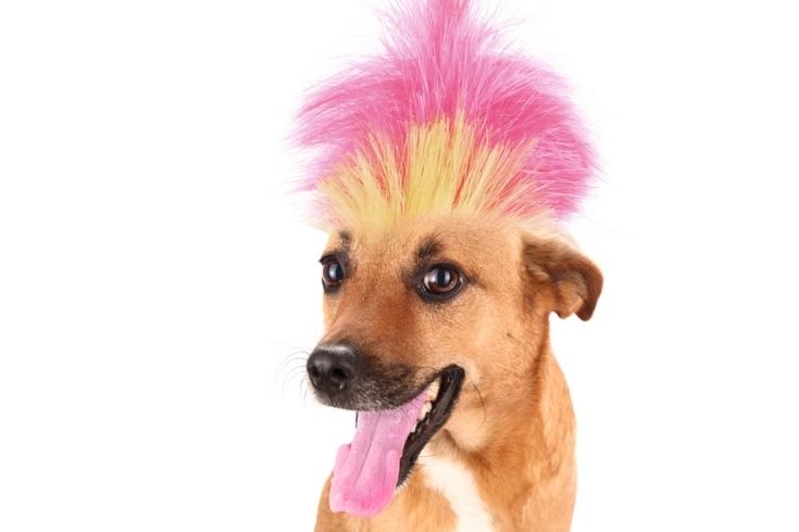 Pink Mohican