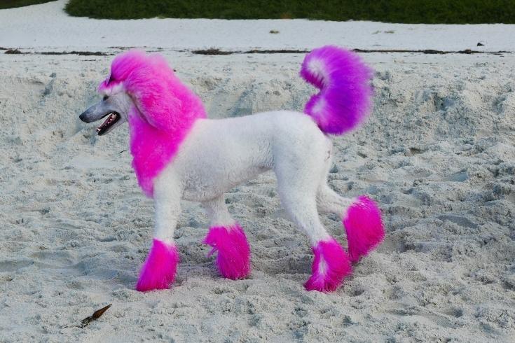 Pink Poodle