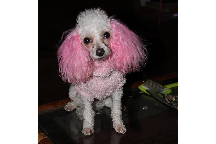Pink hair poodle for Valentine