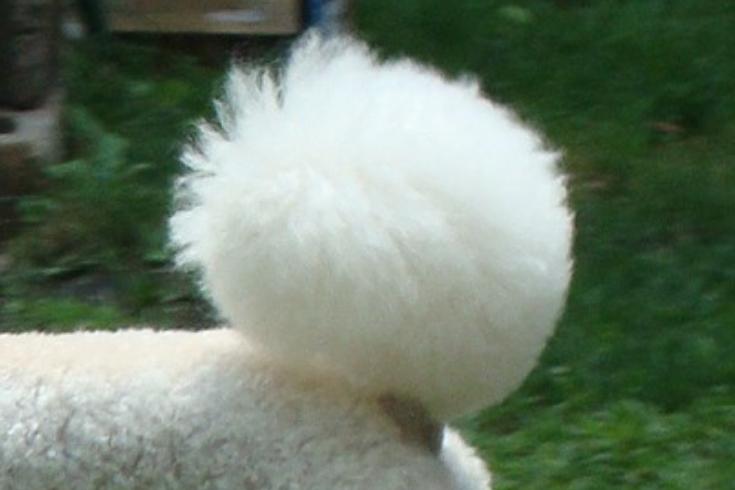 Pom-Pom Tail Sheepadoodle