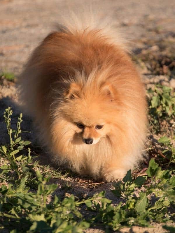 Pomeranian dog with long thick tan hair