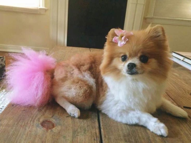 Pomeranian with Dyed Tail e1643820356739