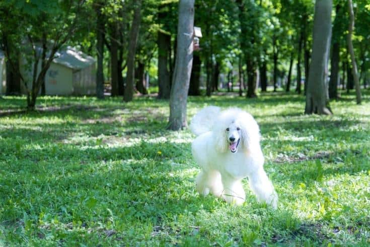 Poodle In The Park