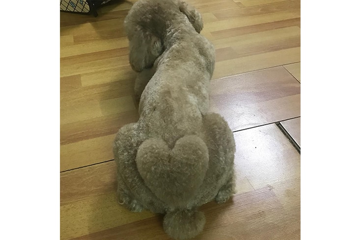 Poodle wearing his heart on his back