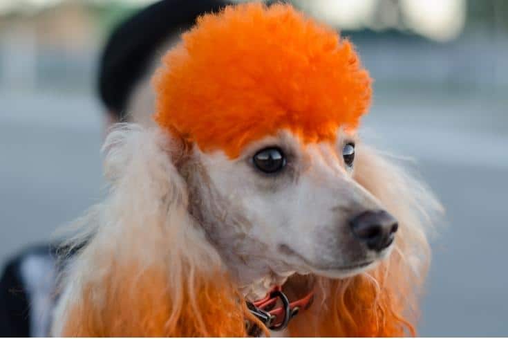 Poodle with dyed coat. Dog hairdresser