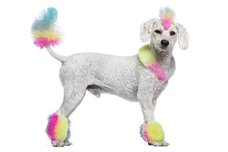 Poodle with multi colored hair and mohawk