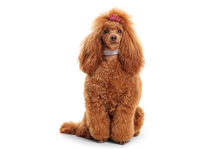 Portrait of a groomed red poodle