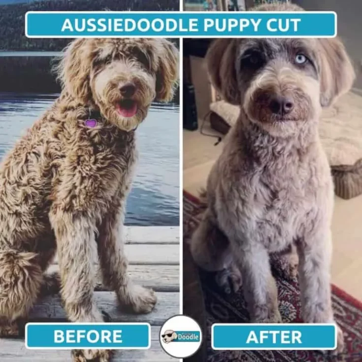 Puppy Cut Aussiedoodle e1646025721640