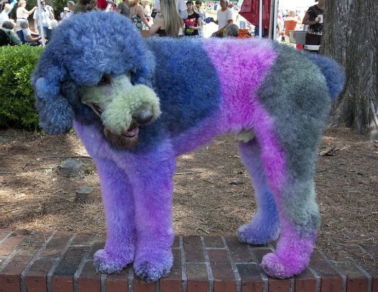 Purple Patchwork Style Poodle e1645815928945