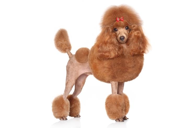 Red Toy Poodle on a white background